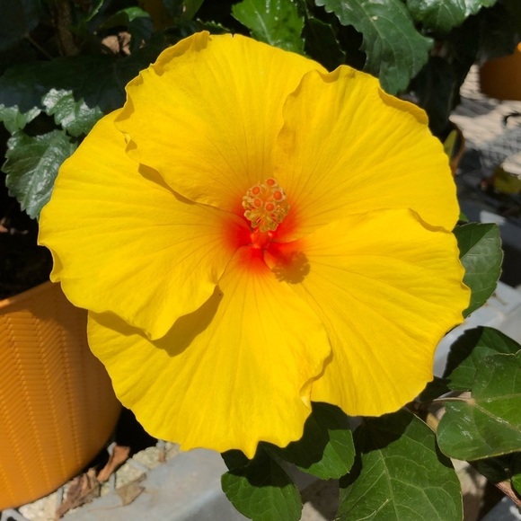 Meet your Posher, Sara - Picture 1 of 1